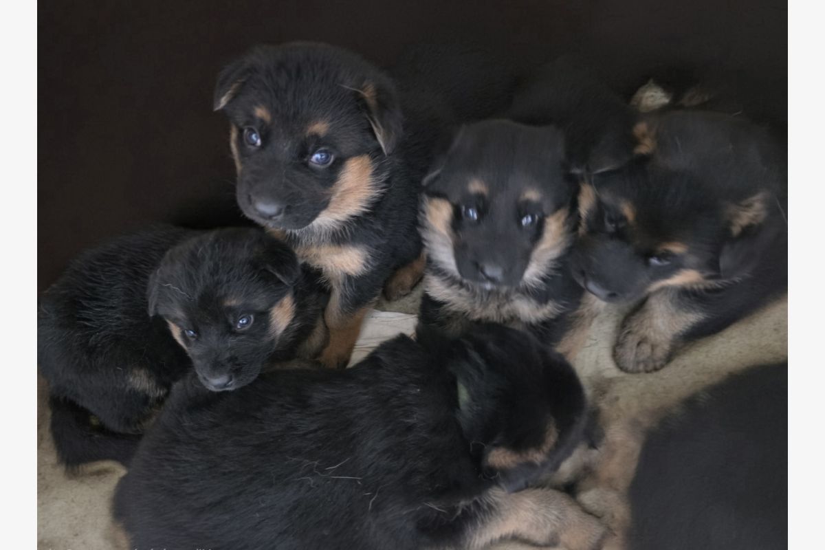 Photo 1 Chiots type berger allemand 