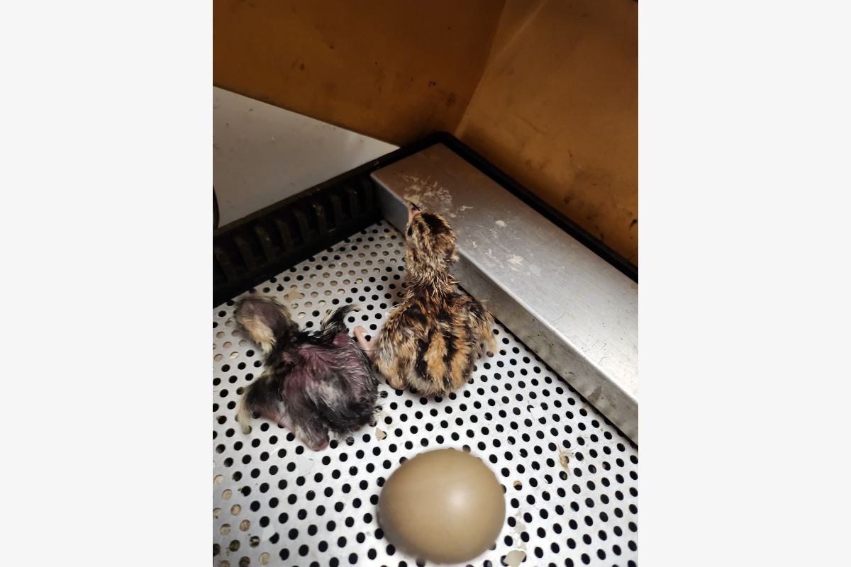 Cailles  - 30238987_4885ae488f029c0277425a1a57bda6df.jpg