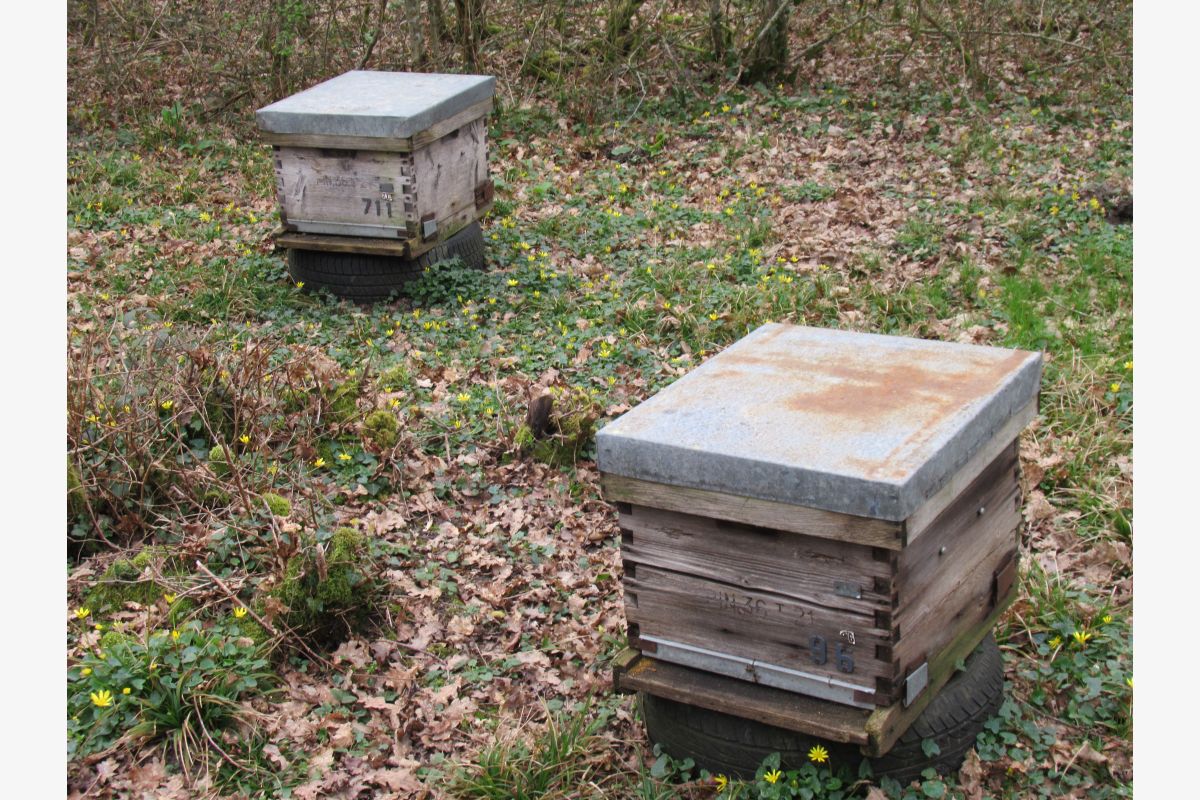 Photo 1 Ruches dadant