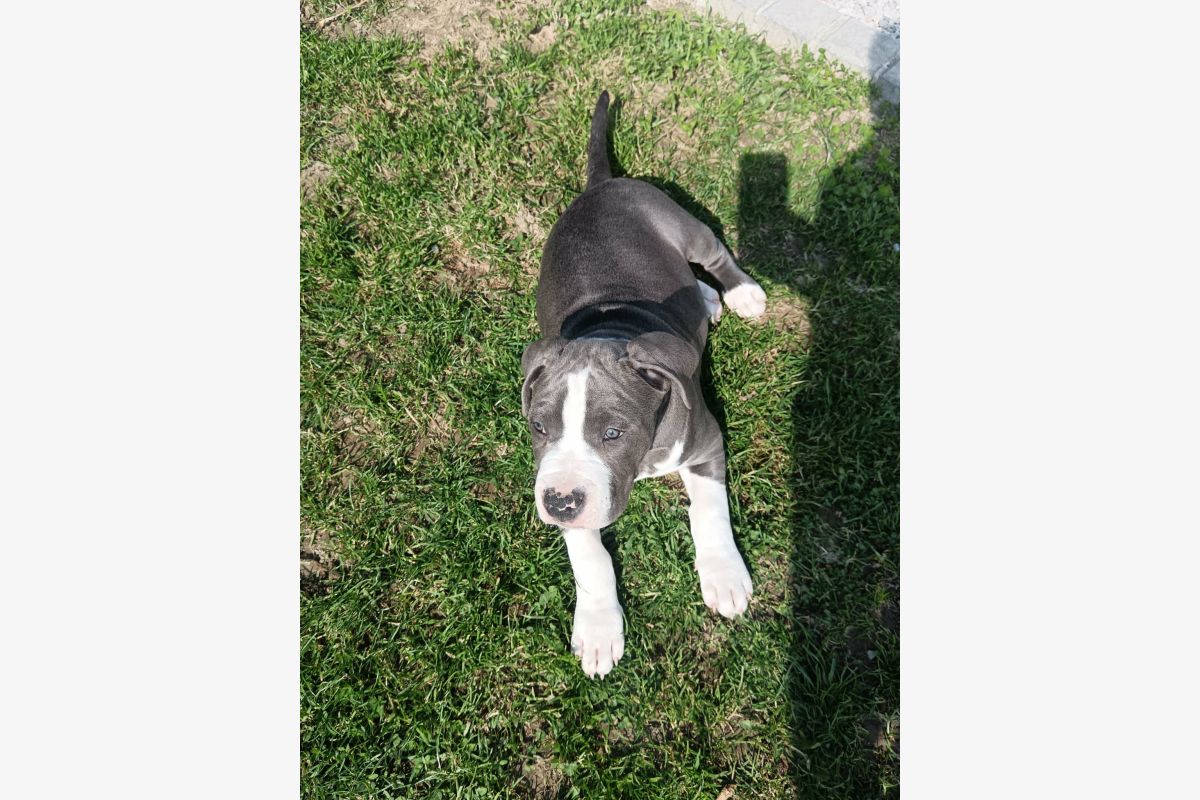 Race americain staff - 30239092_142bfcf1b30ee2b87687173502689255.jpg