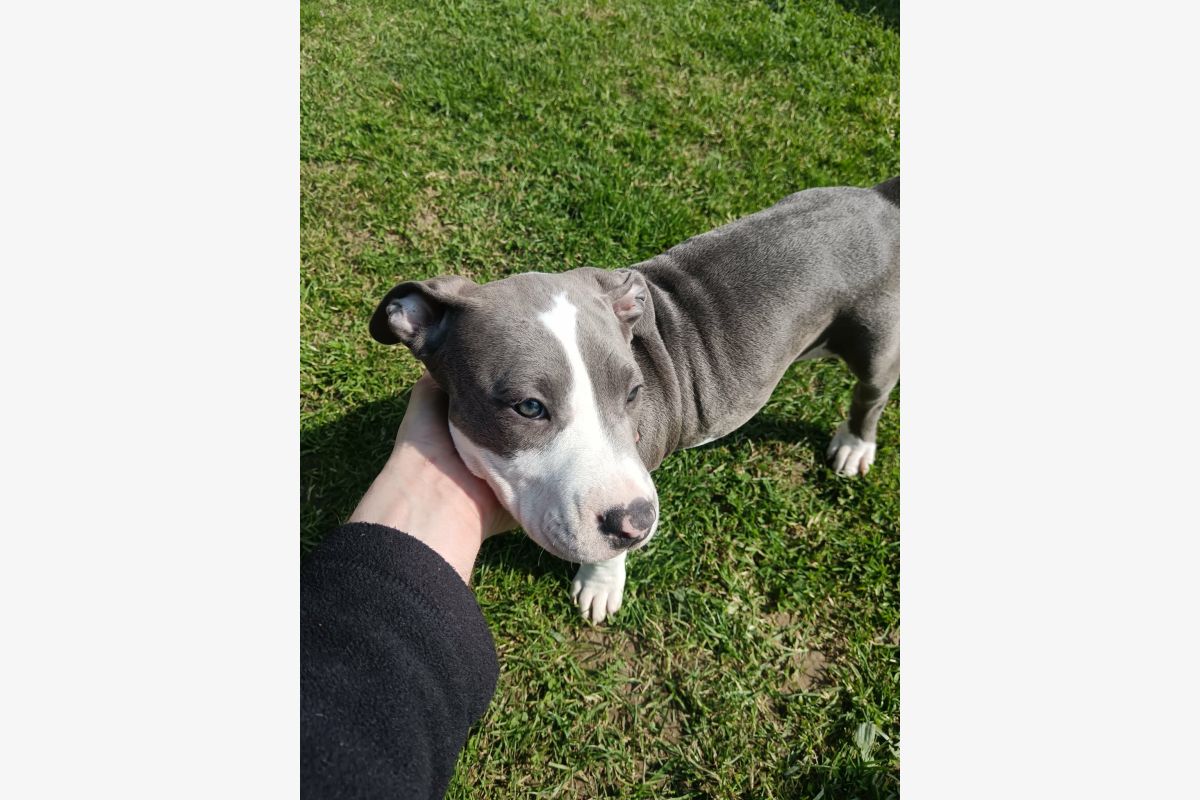 Race americain staff - 30239092_84ce6a5e5c3813f30cdcc8ea6be96a1c.jpg