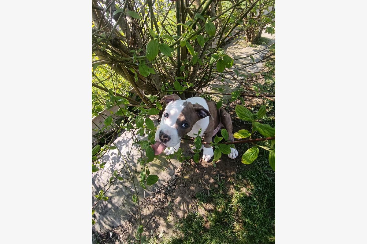 Photo 1 Race americain staff