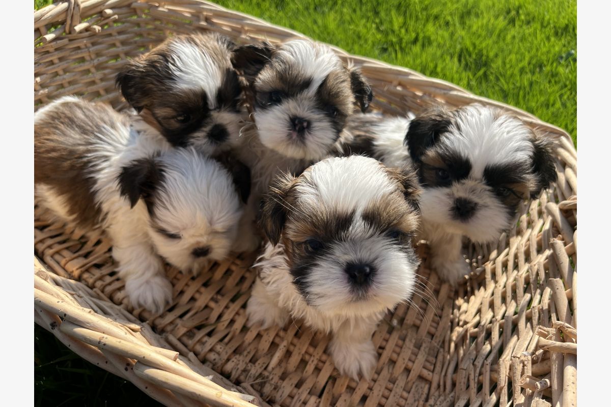 Photo 1 Adorables chiots shih-tzu à réserver
