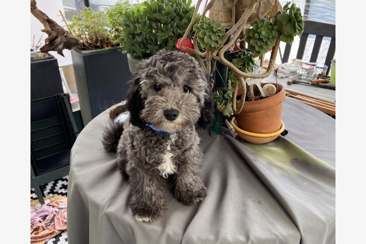 Photo 1 Apparence caniche nain