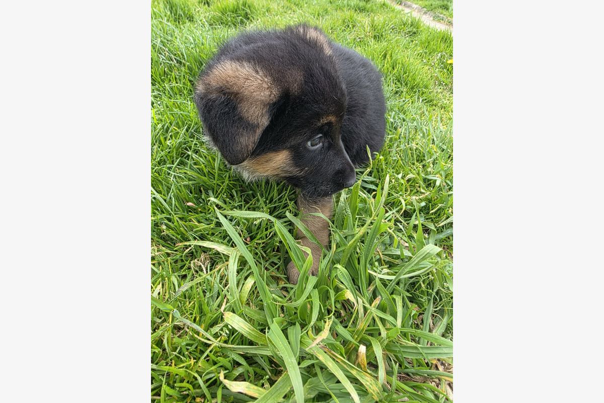 Chiots apparence berger allemand  - 30239733_298ef0cf487762c3a7ce6f353d788270.jpg