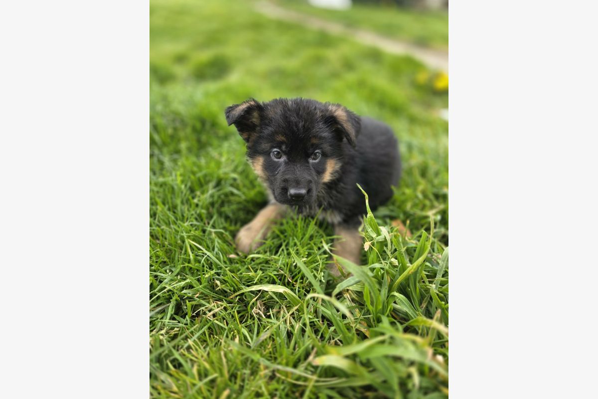 Chiots apparence berger allemand  - 30239733_909b3a20c04fd730d9b795193b642c14.jpg