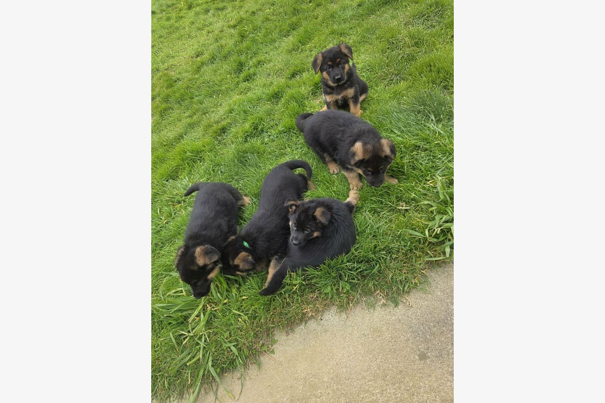 Photo 1 Chiots apparence berger allemand 
