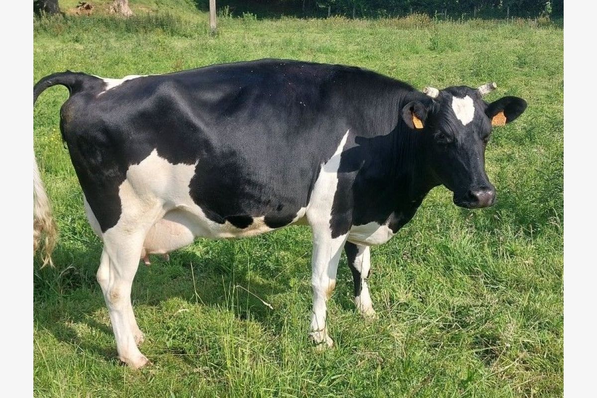 Photo 1 Vaches laitières