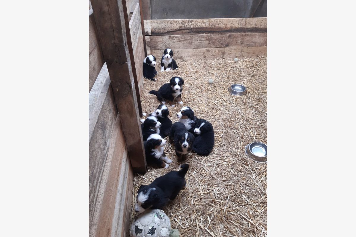 Bouvier bernois  - 30240126_086cdc830f5551b62529a873f028f076.jpg