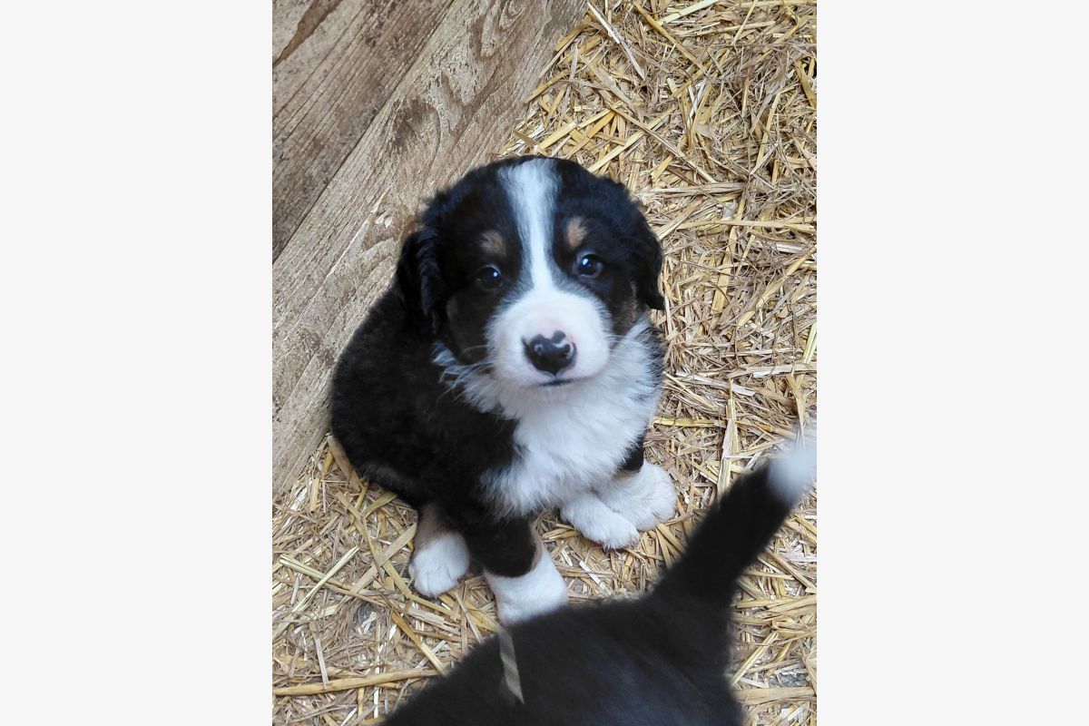 Bouvier bernois  - 30240126_c7f18ecde64340edb187dd86b6a392eb.jpg