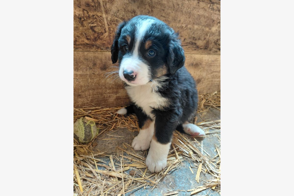 Photo 1 Bouvier bernois 