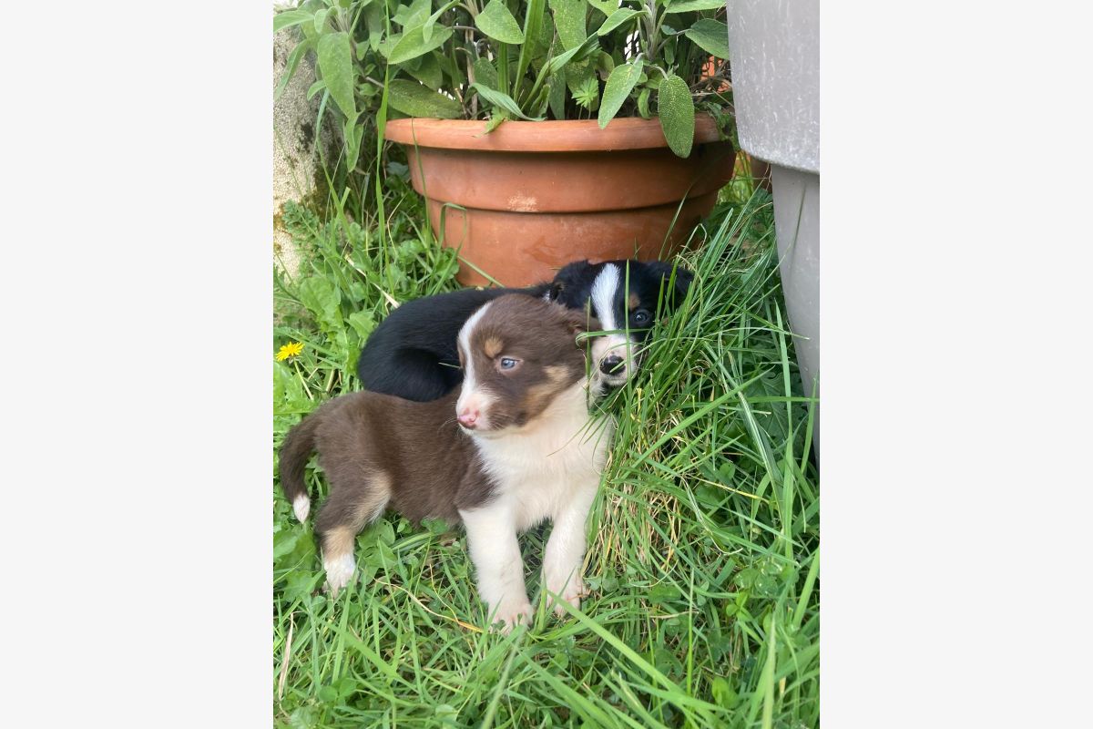 Chiots apparence border Collie - 30240537_5ddc2071a42c6df2fcce3281123daf09.jpg