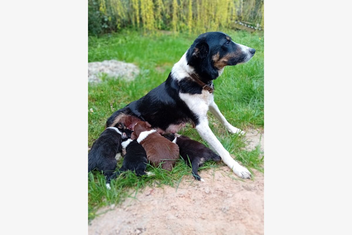 Photo 1 Chiots apparence border Collie