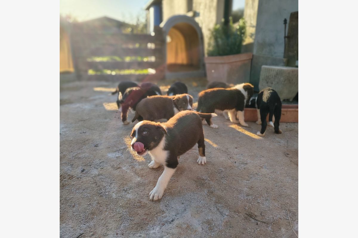 Chiots apparence border Collie - 30240537_9806410bd9d40472bcafe7d6bceb70b1.jpg