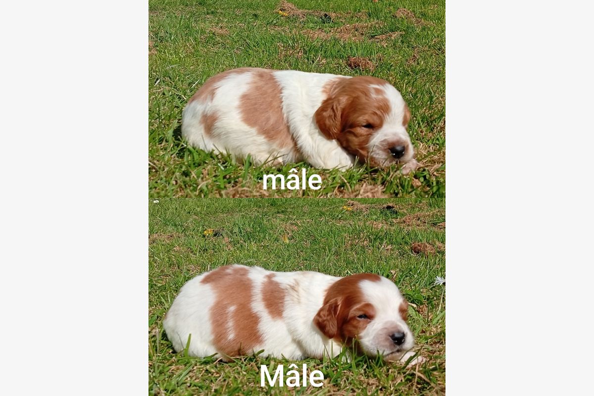 Photo 1 Vente chiots