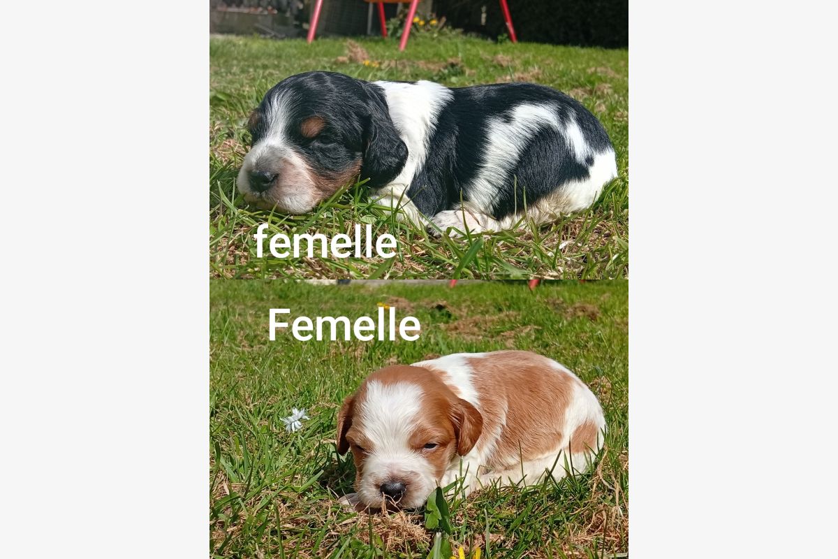 Vente chiots - 30240585_600f854197b76096494ac0cda02bb7ed.jpg