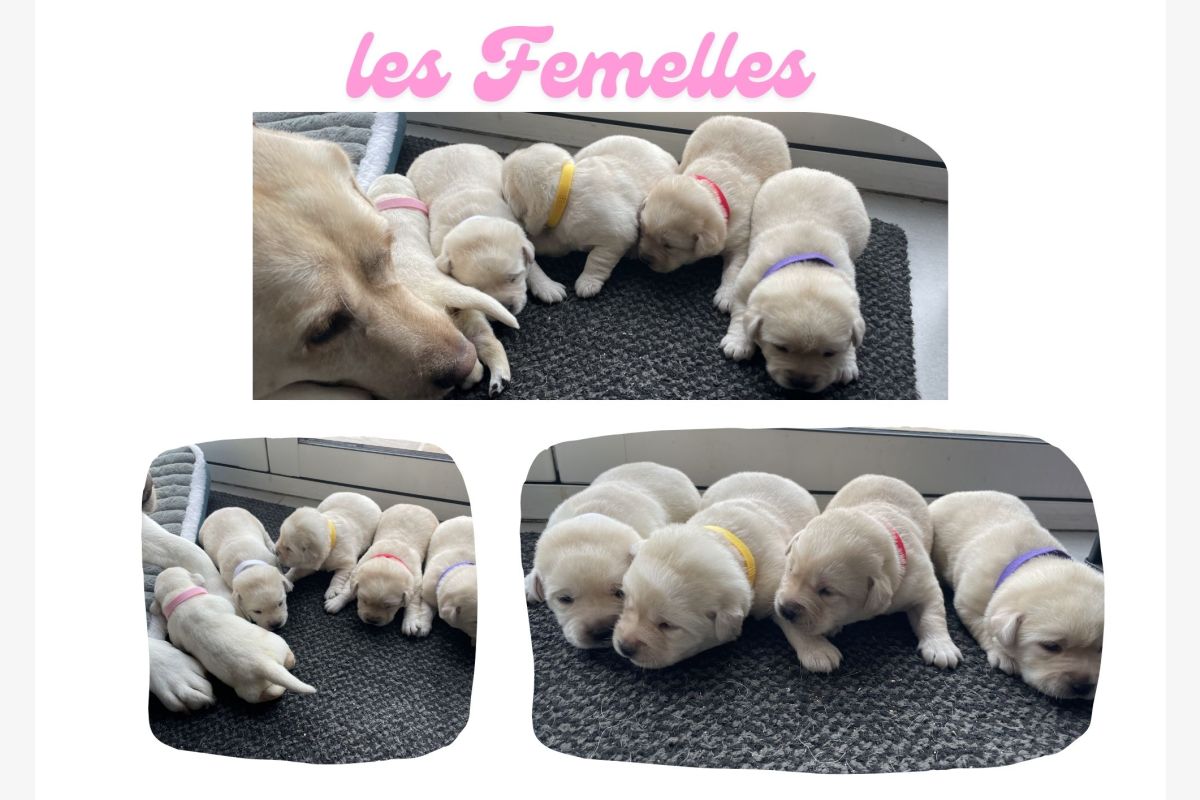 Chiots race labrador retriever LOF  - 30240589_13bf20edb1a767e7646dc289df45887f.jpg