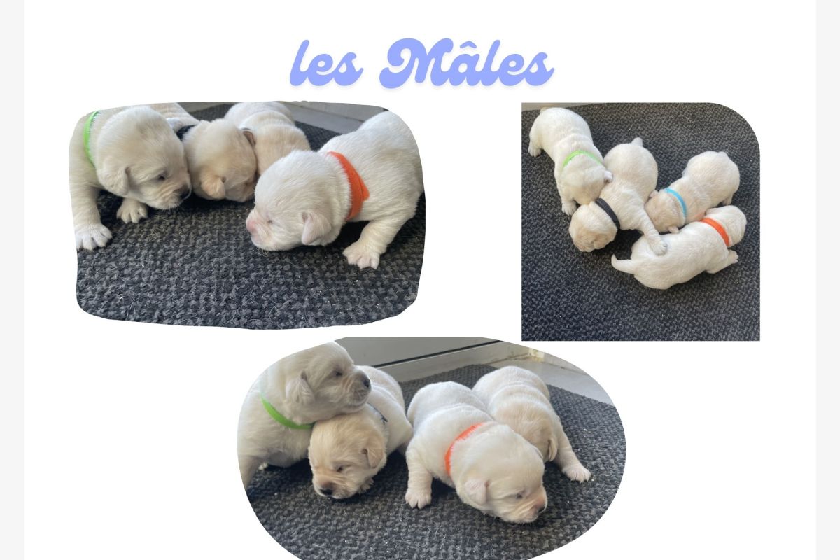 Chiots race labrador retriever LOF  - 30240589_69cabc1dec9ee5a152cf89ad0cc3f39e.jpg