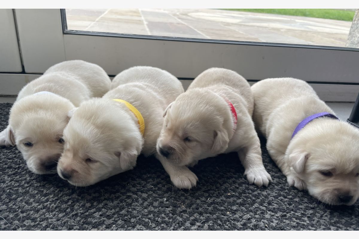 Photo 1 Chiots race labrador retriever LOF 