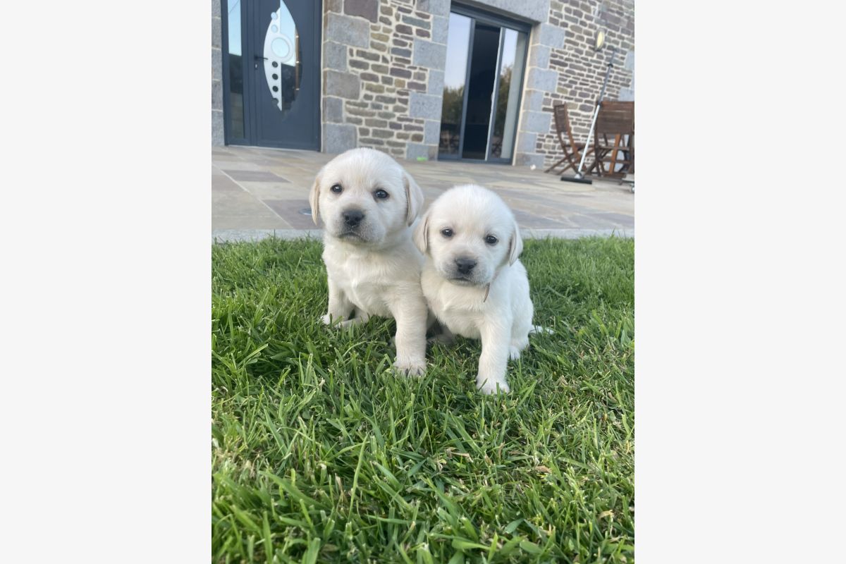 Photo 1 Chiots race labrador retriever LOF 