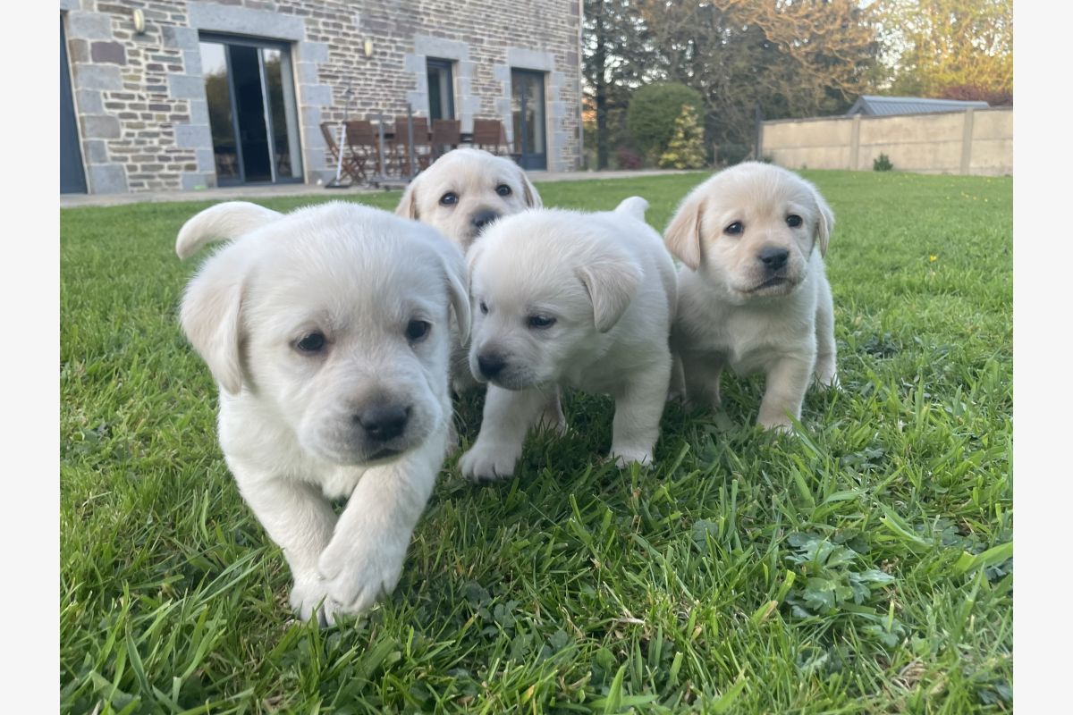 Chiots race labrador retriever LOF  - 30240589_f4ba735acb89adc6c938adaa93519506.jpg