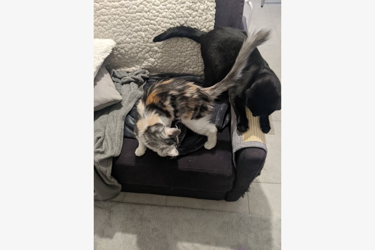 Photo 1 Garde de chats 