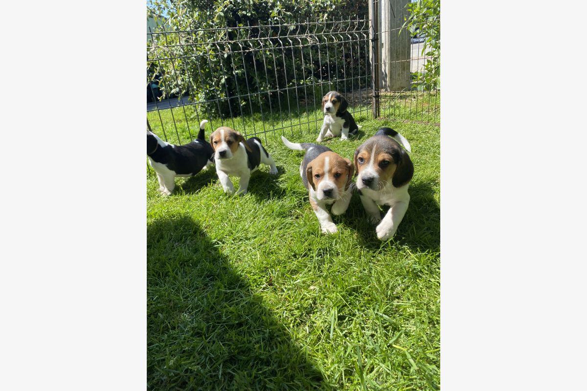 Chiots race beagle - 30240598_094335dfa1f81594b619173a3368e0f1.jpg