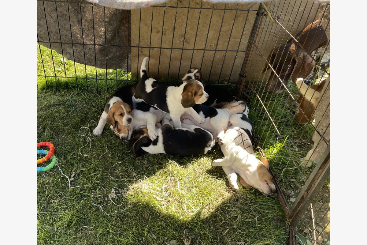 Chiots race beagle - 30240598_188e0022683c0ef945fe4ef680cc7385.jpg