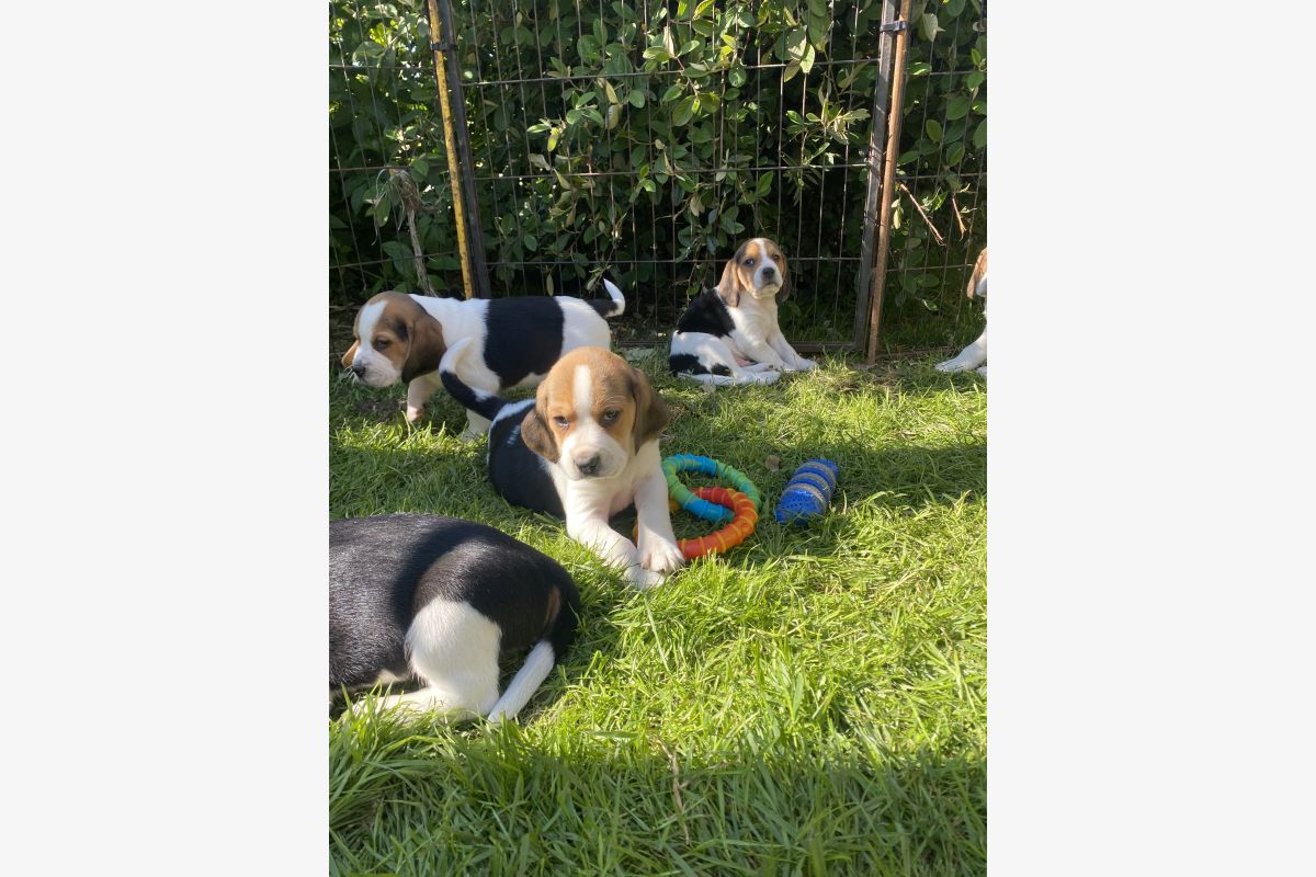 Photo 1 Chiots race beagle