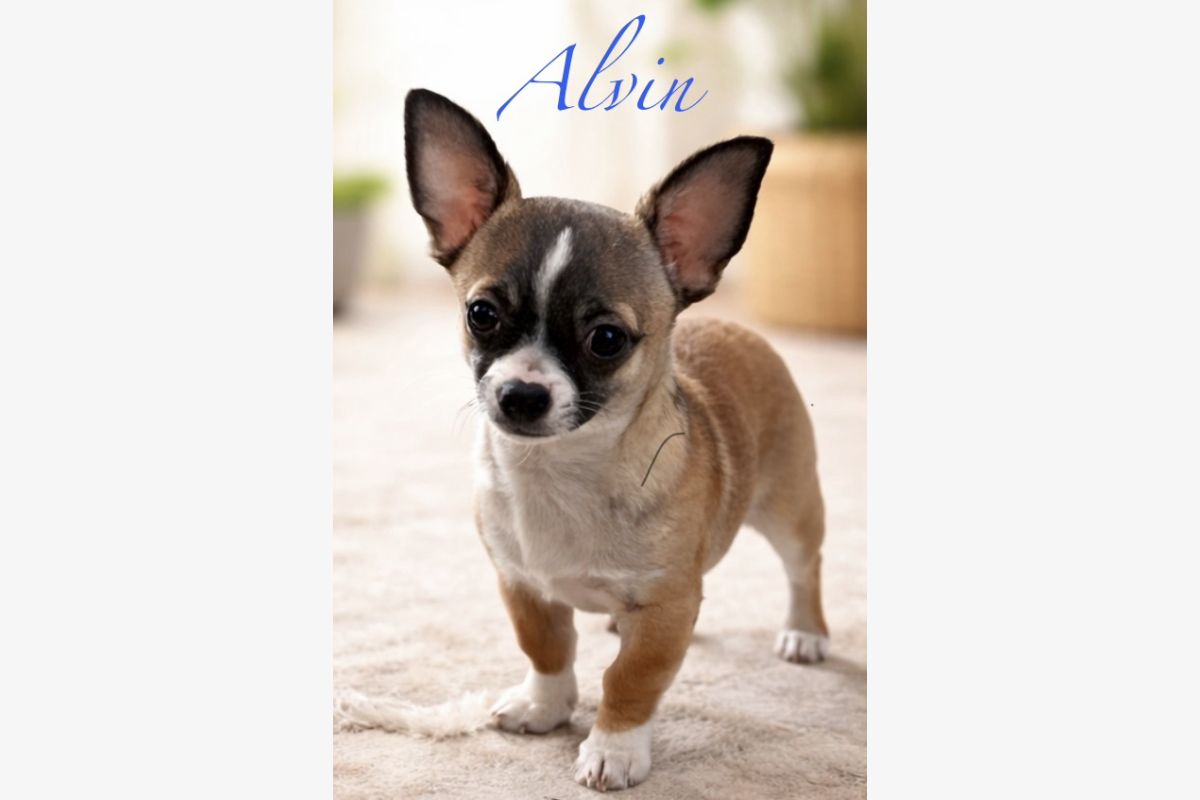 Photo 1 Chiots apparence chihuahuas 