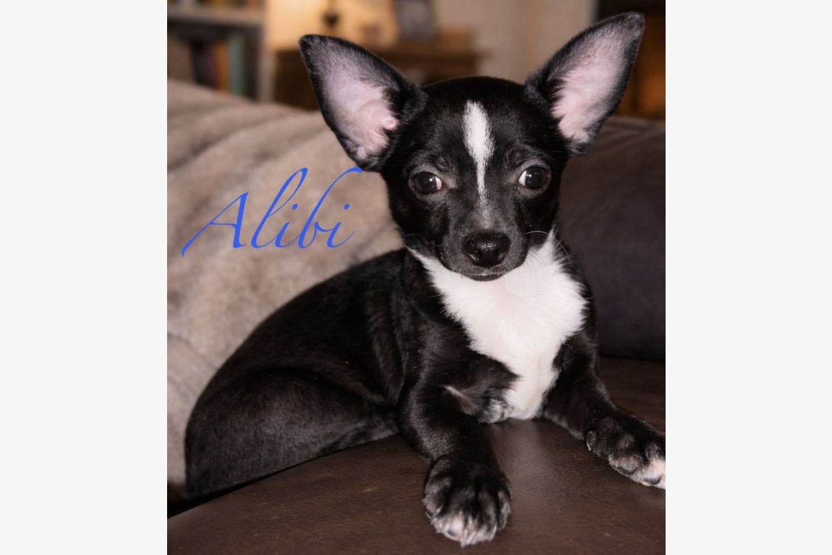 Chiots apparence chihuahuas  - 30240614_4ef50725ad8840ca7129bd53c420e9c8.jpg