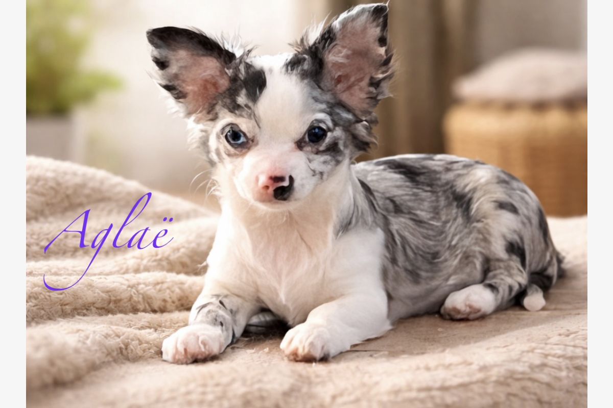 Chiots apparence chihuahuas  - 30240614_aa82842438f9908f72e8f64a3da795c4.jpg