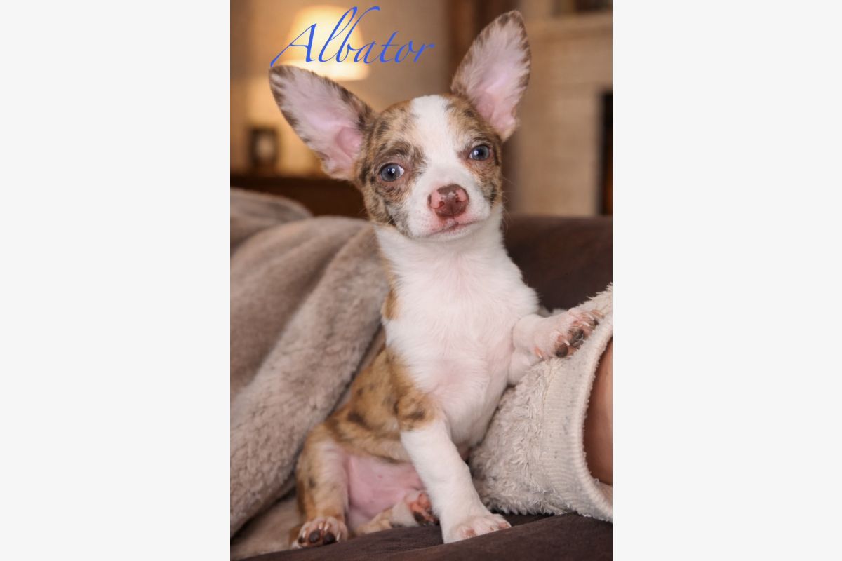 Chiots apparence chihuahuas  - 30240614_b35369375edd787d8ac5fb4f5b848daf.jpg