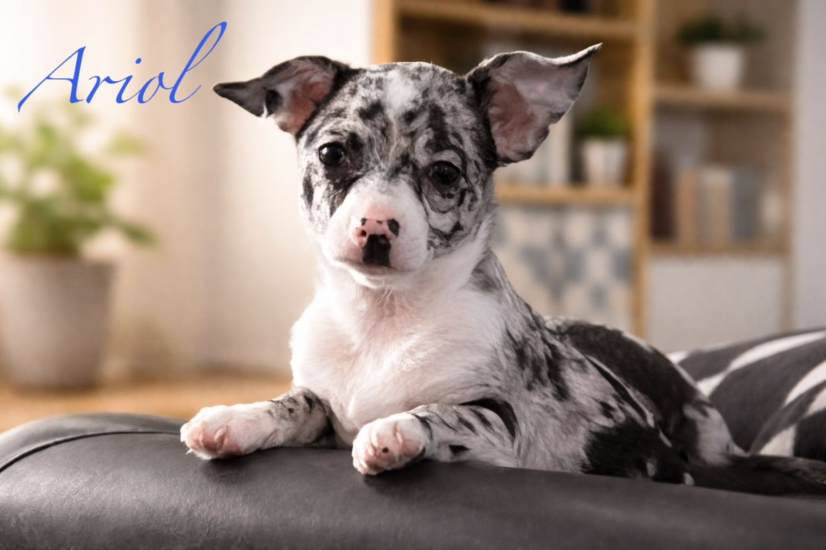 Chiots apparence chihuahuas  - 30240614_fde21509982b2e0d0aba5ee7970804a7.jpg