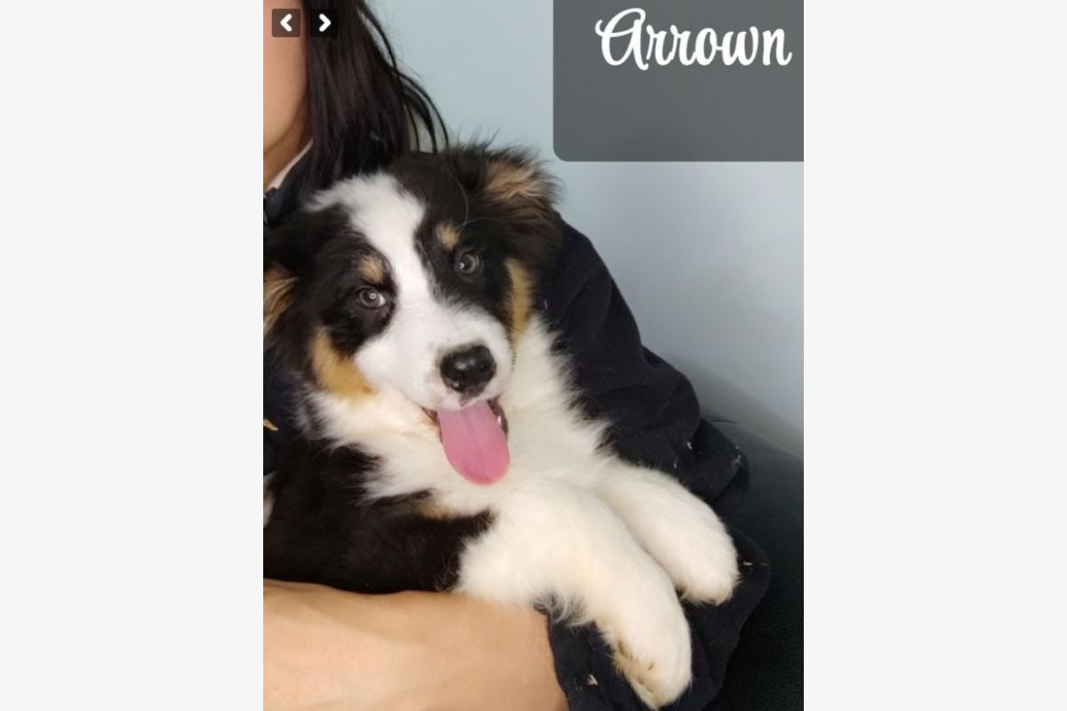 Race berger australien, trois chiots noirs tricolores, dispos - 30240640_8e452e8b6b0170b51c36076af1646717.jpg