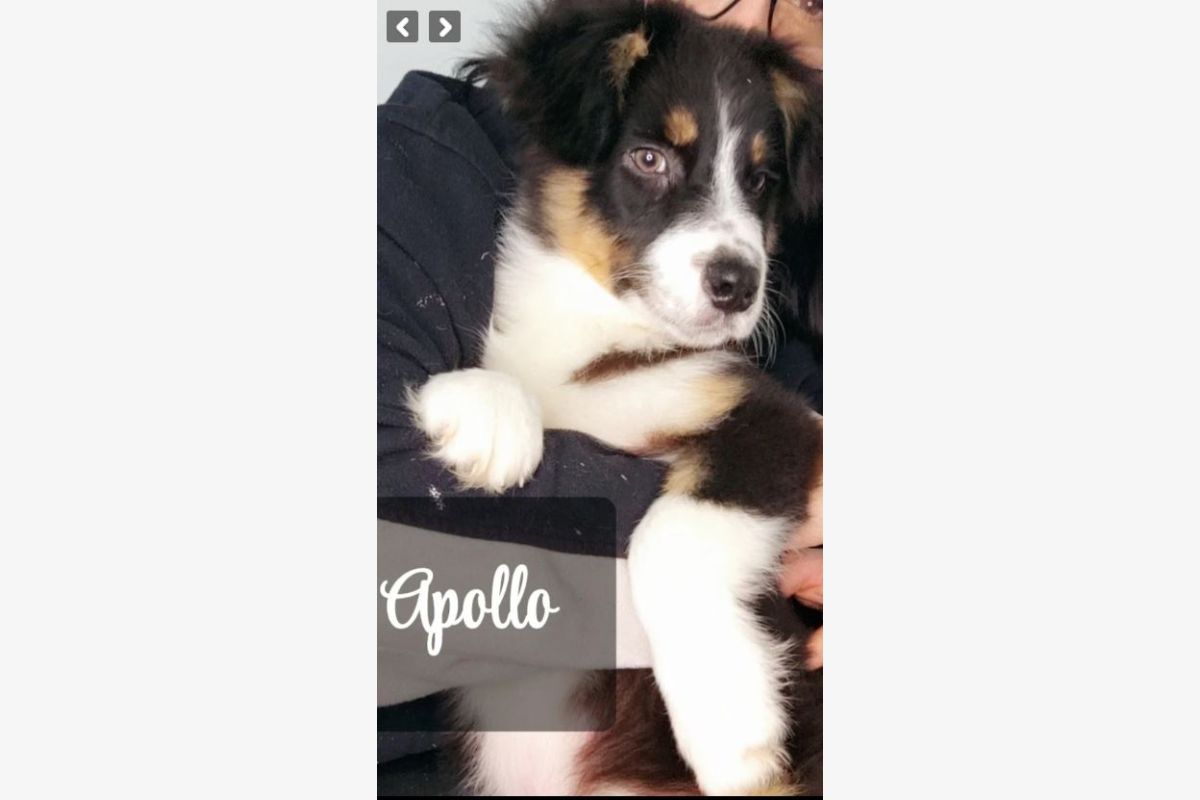 Race berger australien, trois chiots noirs tricolores, dispos - 30240640_ce41f12a068d16e72b5f85abadf09e18.jpg