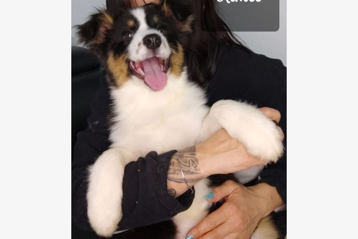 Photo 1 Race berger australien, trois chiots noirs tricolores, dispos