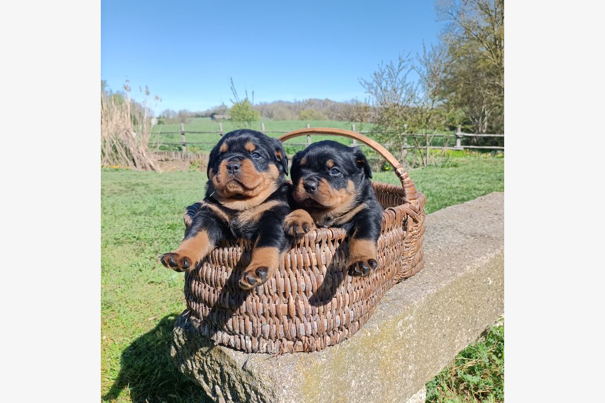 Chiot race rottweiller lof - 30240747_31f71f00fe6b6b46efbba357b01f348c.jpg