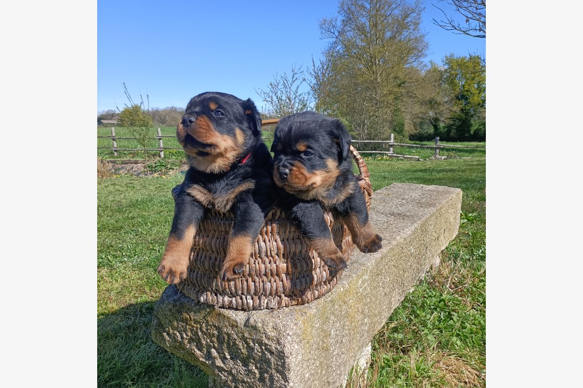 Chiot race rottweiller lof - 30240747_53bb9c1f063c99e8e7da7cac9afc612b.jpg