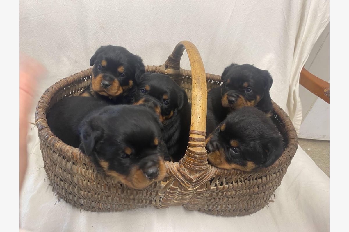 Photo 1 Chiot race rottweiller lof