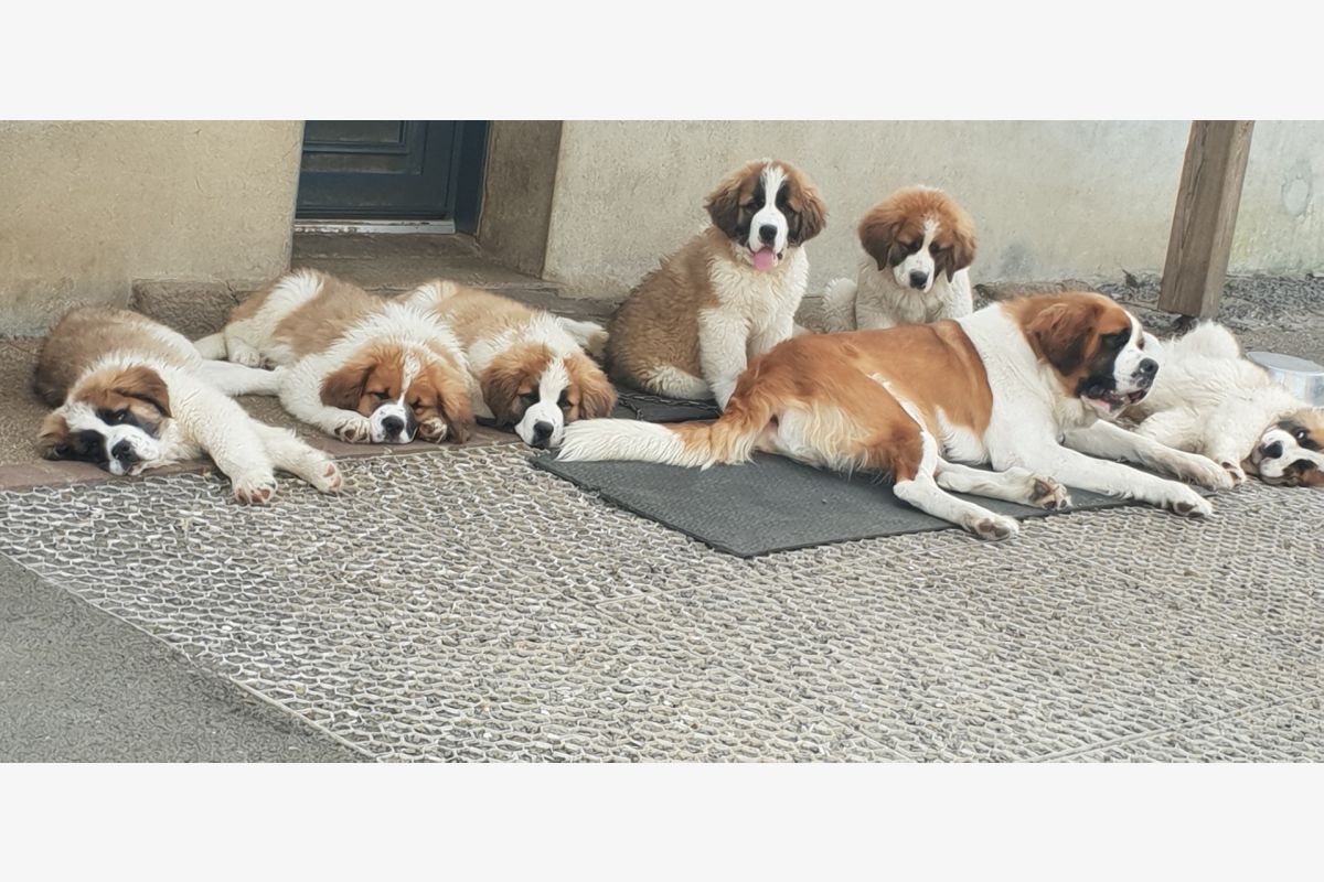 Photo 1 Apparence saint-bernard