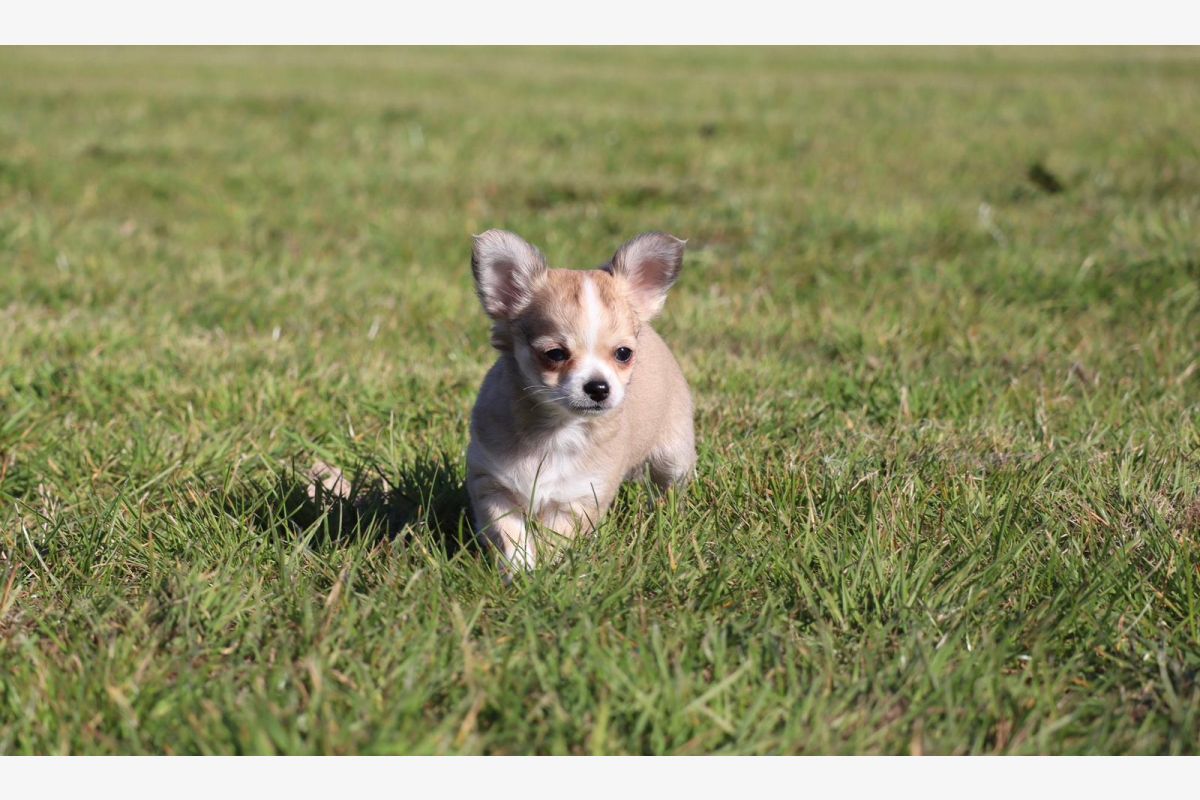 Chiots apparence chihuahua  - 30241000_d1215008854553a747ab8892a5a9ee15.jpg