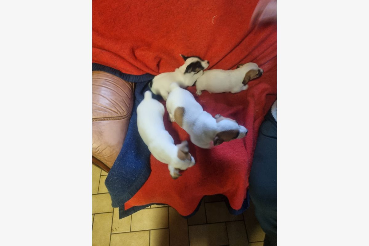 Photo 1 4 chiots apparence jack russel