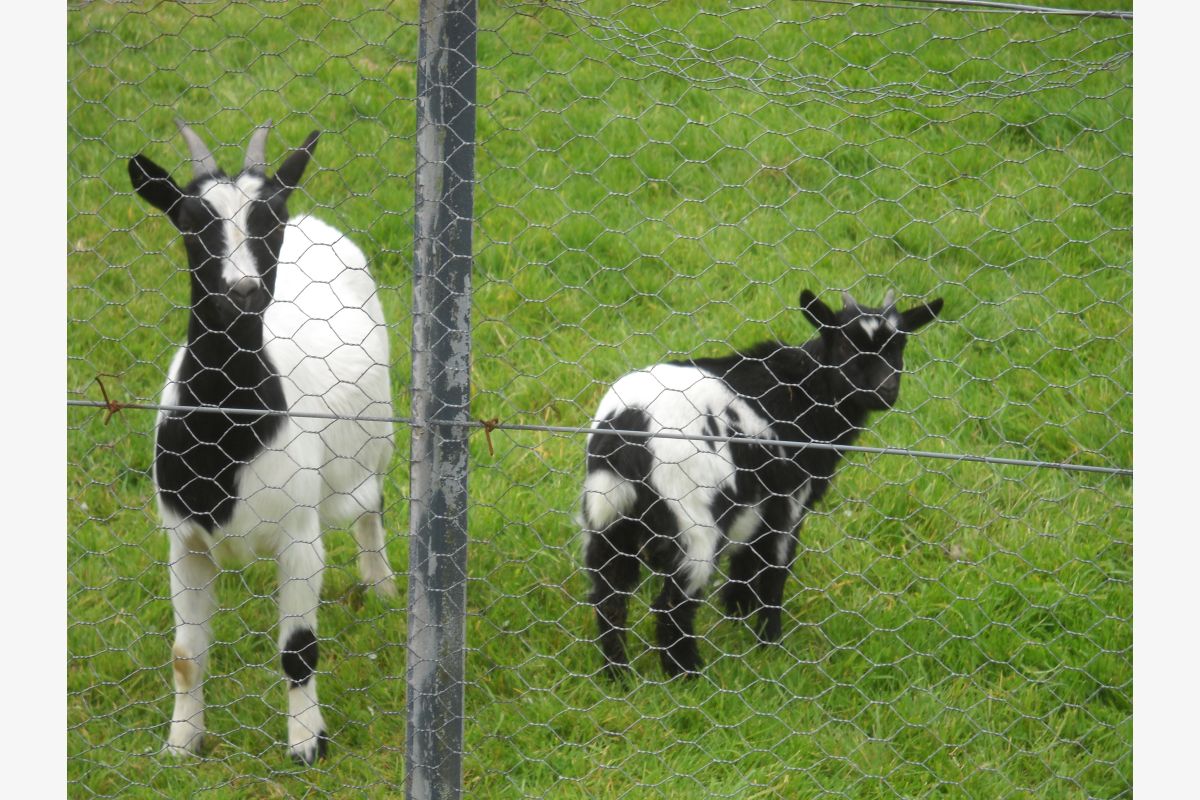 Photo 1 Chèvre naine