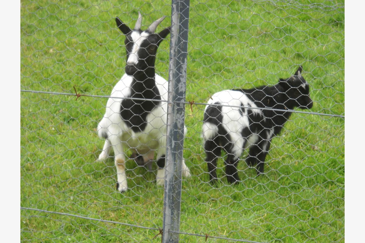 Chèvre naine - 30241120_404c2c5509ef2f7b1bdbb3fd131d1f7a.jpg