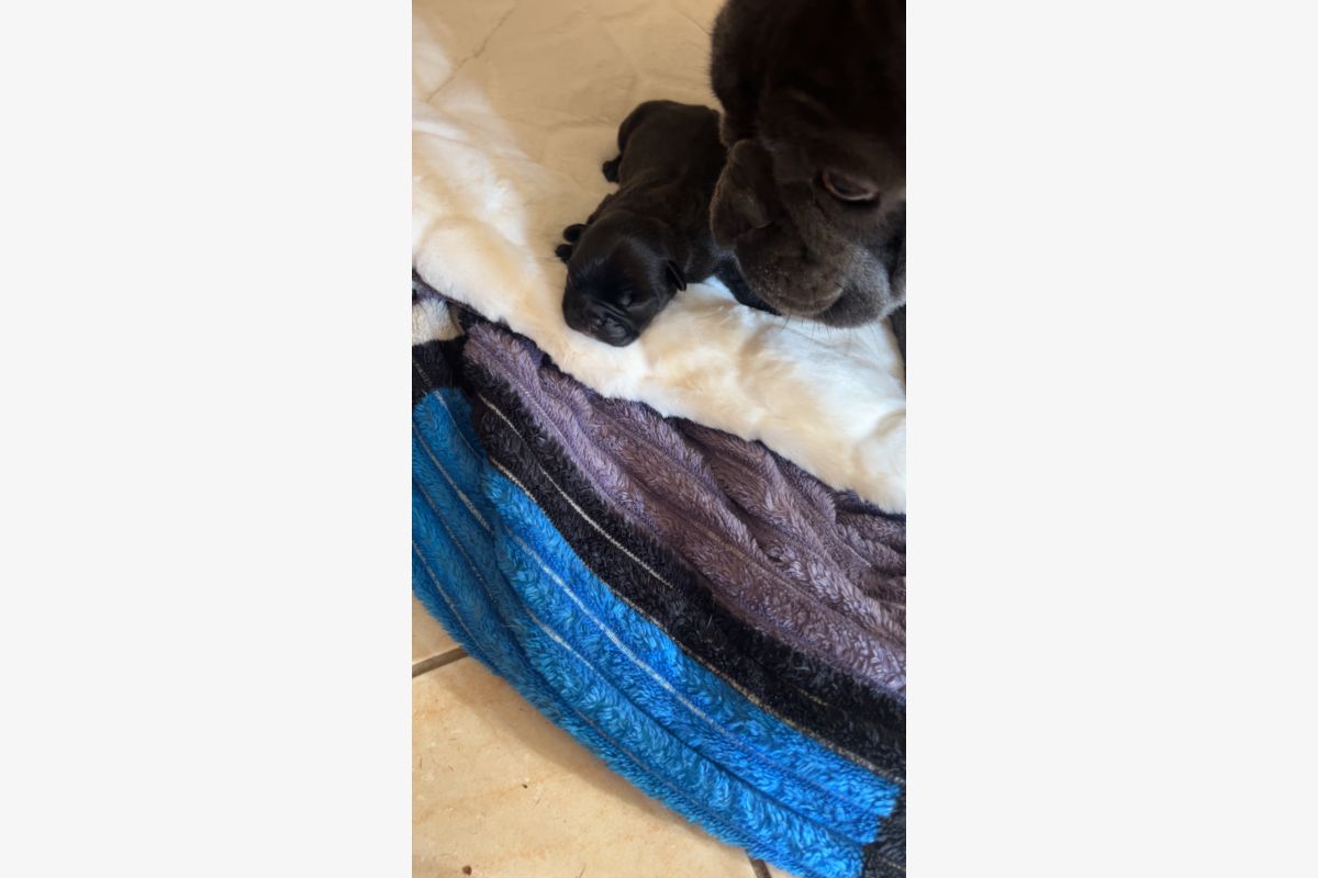 Photo 1 Chiot bouledogue