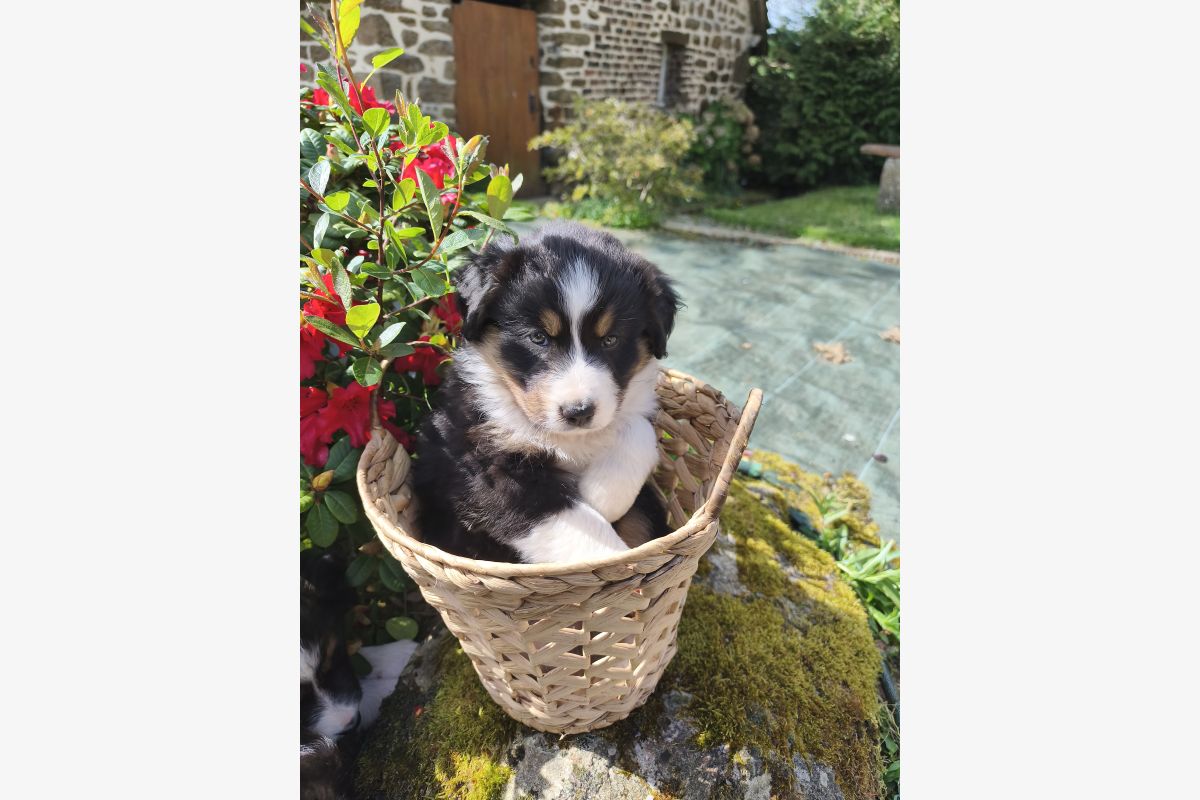 Photo 1 Chiots croisés berger australien / border collie - beagle