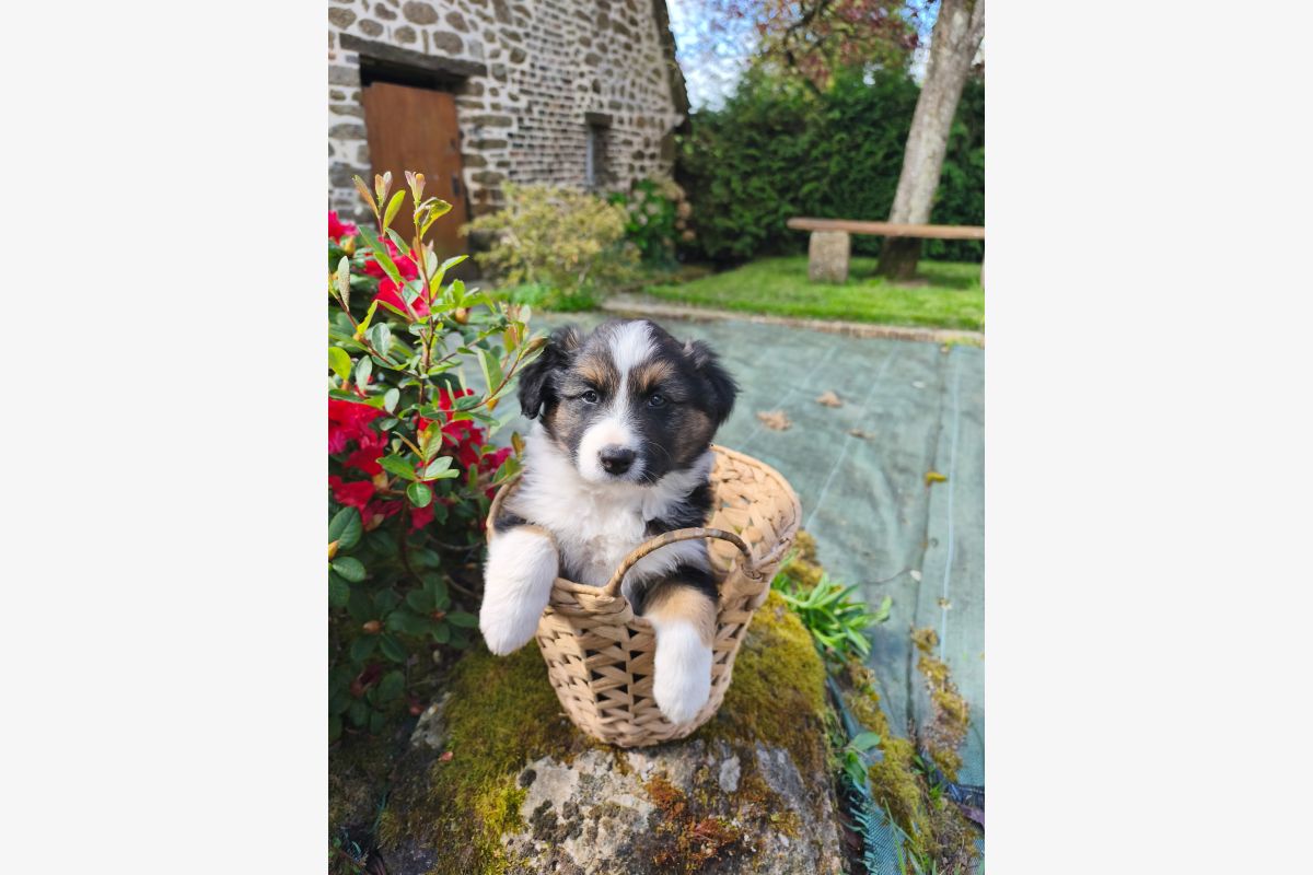 Chiots croisés berger australien / border collie - beagle - 30241350_9da3fe40b86e0ee9c46c08a4cd818062.jpg