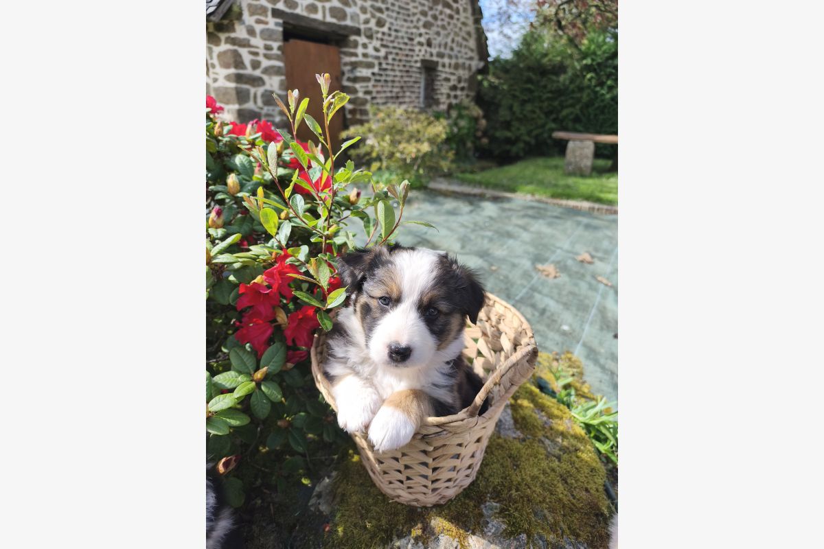 Chiots croisés berger australien / border collie - beagle - 30241350_b4608d189bef93edc756b6a802e52091.jpg