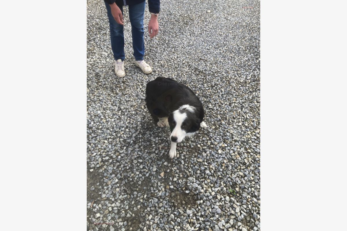 Chiots croisés border Collie - 30241397_38a327cb831d8970001037327f63226b.jpg